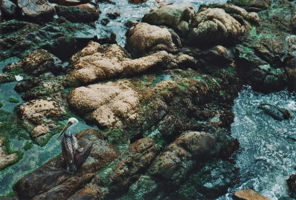 “Marea baja”, de Alejandra Coz Rosenfeld: Las paradojas de la lucha interna Rocas cubiertas de musgo y algas en agua turquesa durante marea baja, textura natural de costa marina
