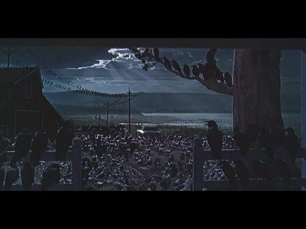 The birds