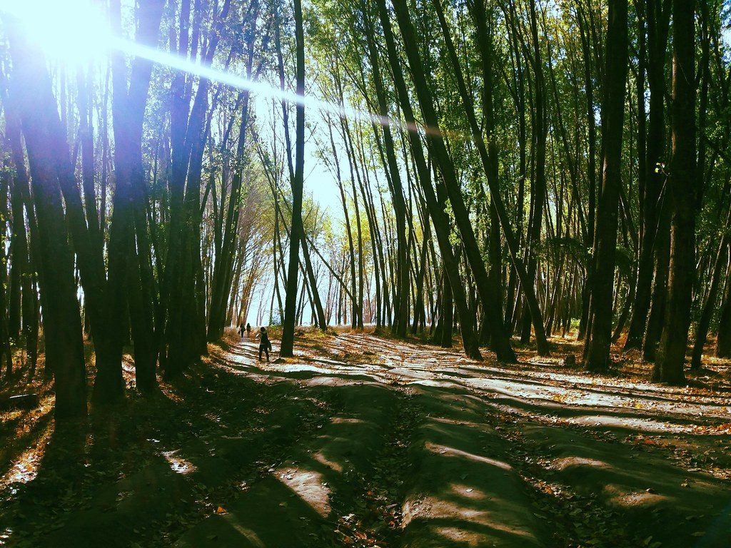 Bosque de árboles altos con luz solar filtrándose entre el follaje y sombras en el suelo de tierra