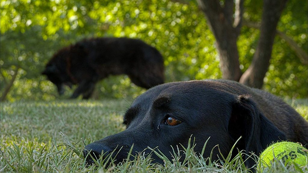 Perro negro tendido en pasto verde con otro perro al fondo bajo árboles, escena natural y tranquila