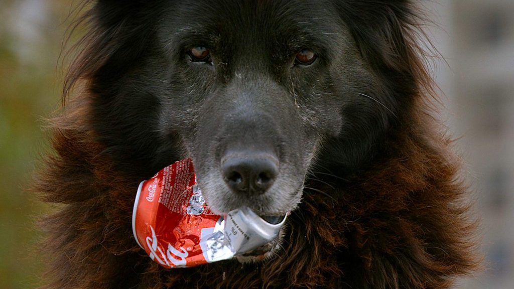 "Los reyes": Cachorros en la ciudad Perro negro anciano con hocico gris sosteniendo una manzana roja en la boca, con fondo desenfocado