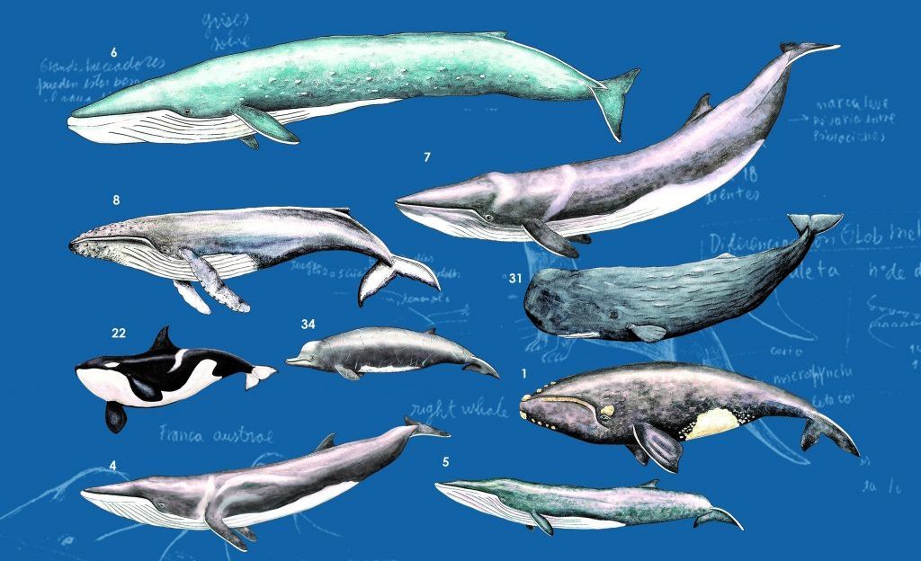 Ilustración científica de nueve especies de cetáceos chilenos: ballenas, delfines y orcas en escala comparativa